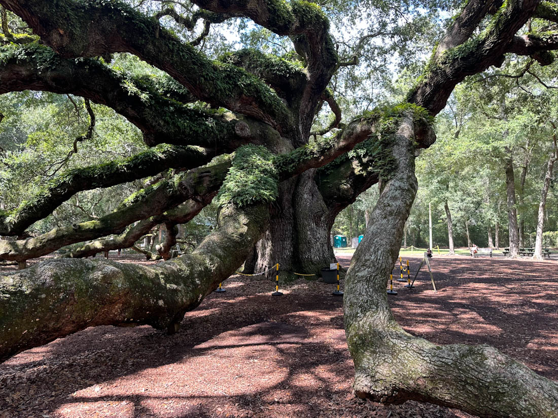 Huge 400 year old Angel Oak Tree at St. John’s Island of South Carolina