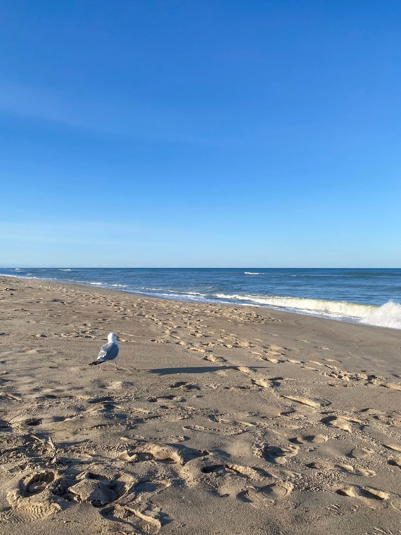 Seagull on Coast Guard Beach on the Cape Cod National Seashore in Eastham Massachusetts